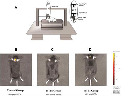 A Versatile Pep-CPDs Nanoprobe for Rapid Detection of mTBI Biomarker in Clinical Instances and Safe Fluorescence Imaging In Vivo for Improved Weight-Drop Mouse Model